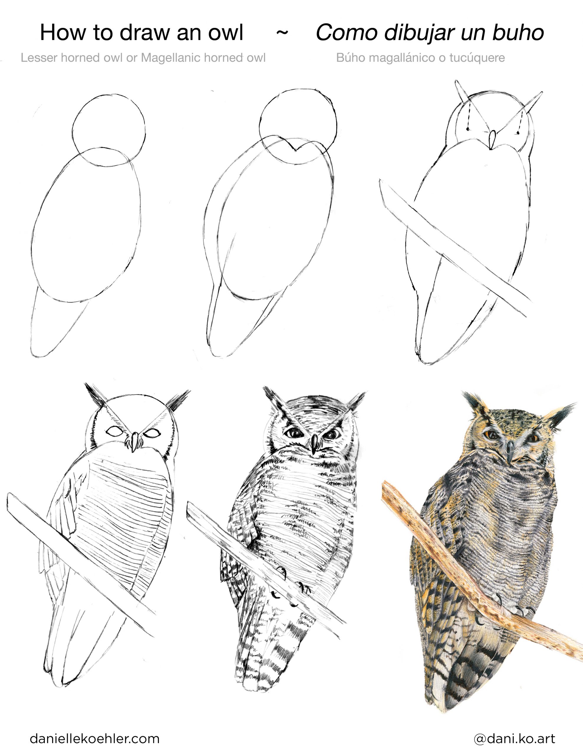 How to draw a puma / Como dibujar un puma