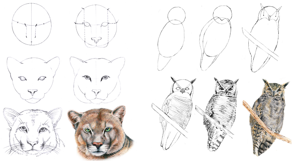 Learn how to draw a puma, fox, and owl